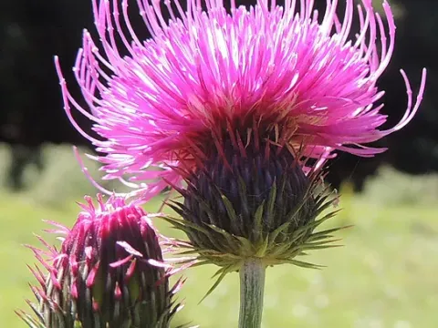 Carduus affinis