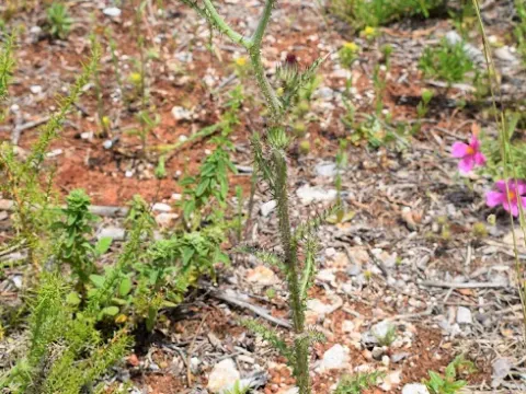 Carduus broteroi