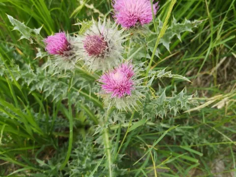 Golden-spined thistle