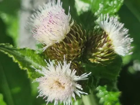 Squarrose thistle