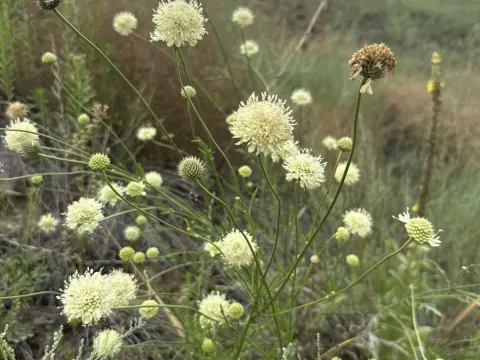 Ural scabious