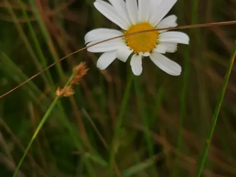 Leucanthemella linearis