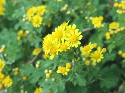 Chrysanthemum okiense