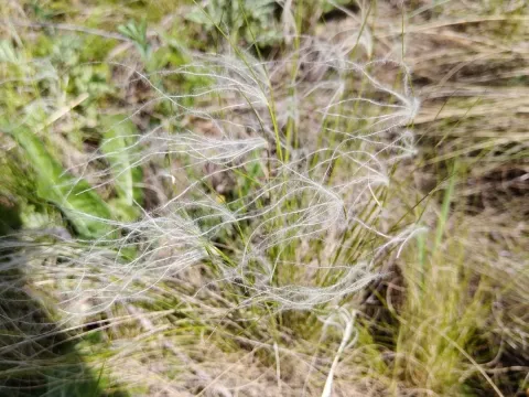 Lessing's needle grass