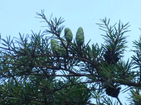 Нотоцуга