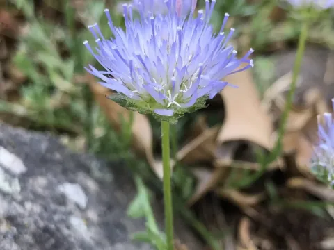 Jasione sessiliflora