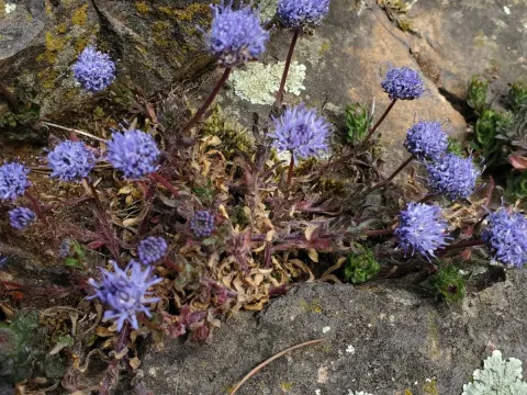 Jasione maritima