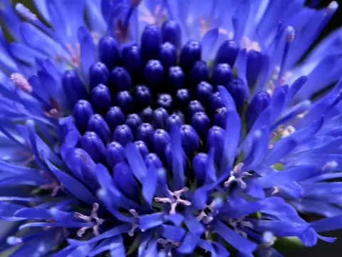 Jasione foliosa