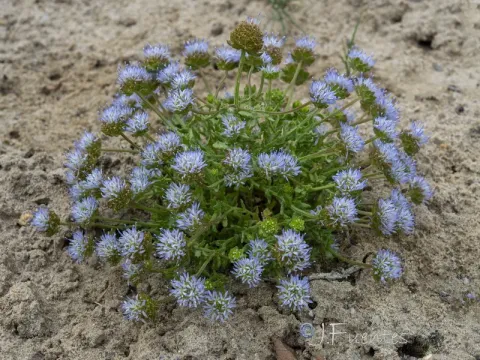 Jasione corymbosa