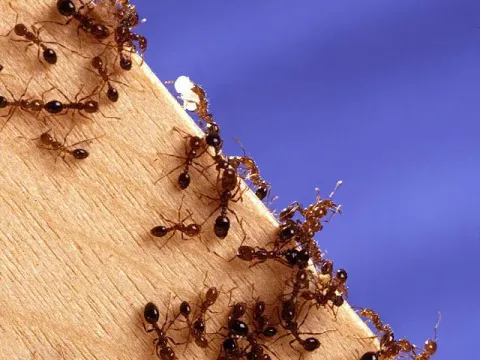 Fire ant