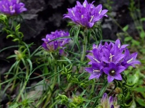 Edraianthus parnassicus