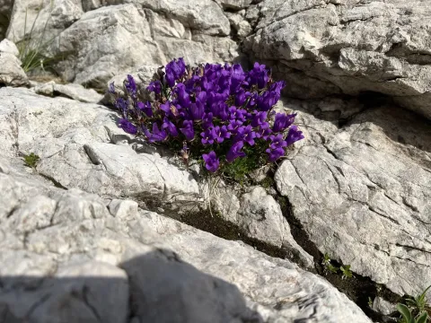 Creeping Edraianthus