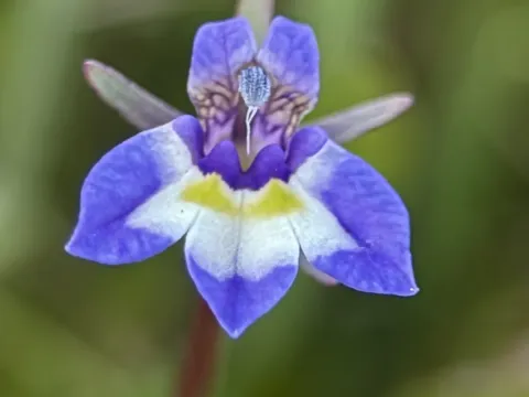 Даунингия