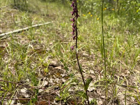 Epipactis subclausa