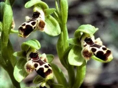 Ophrys khuzestanica