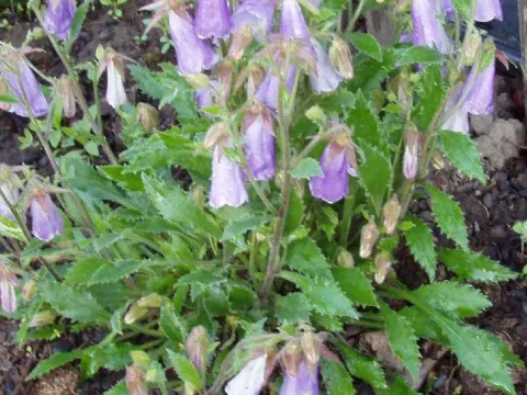 Symphyandra wanneri