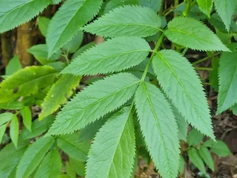 Madeira elder
