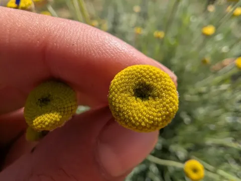 Lavender cotton