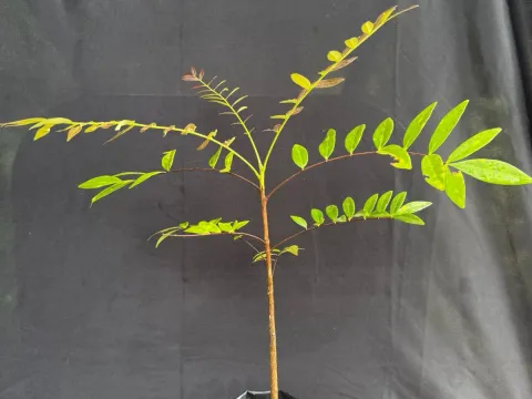 Eurycoma longifolia