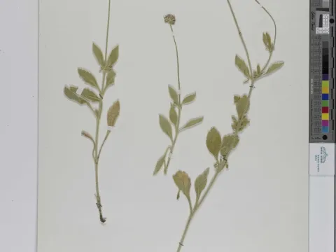 Scabiosa taygetea