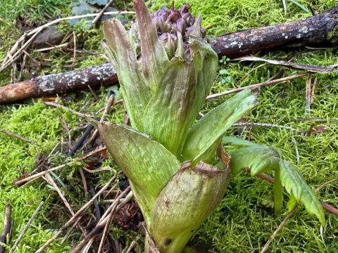 Cold coltsfoot
