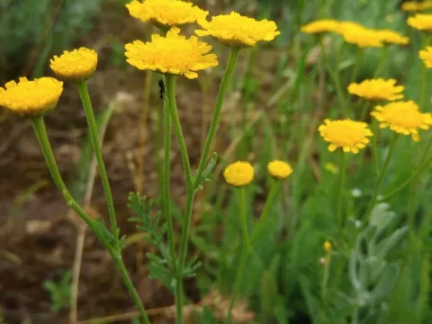 Yarrow tansy