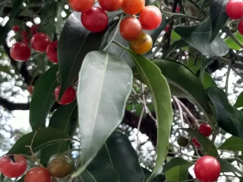 Cordia ecalyculata