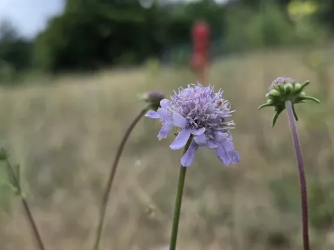 Scabiosa canescens