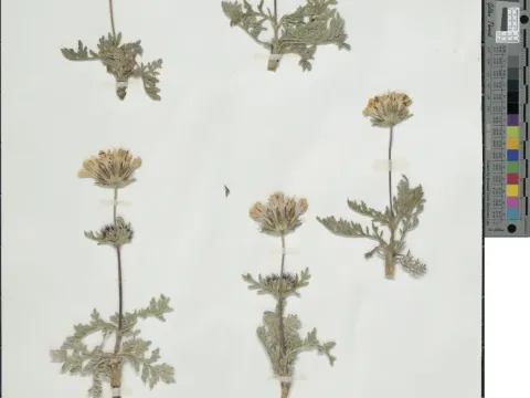 Scabiosa pulsatilloides