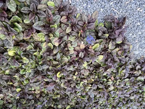 Bugleweed