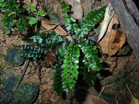 Cephalomanes