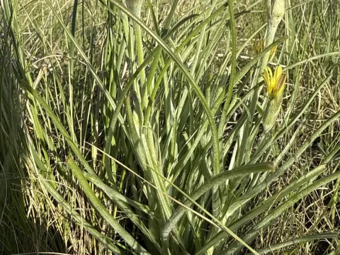 Scorzonera mollis