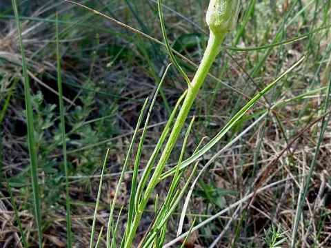 Scorzonera graminifolia