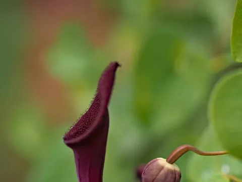 Скорцонера бетика