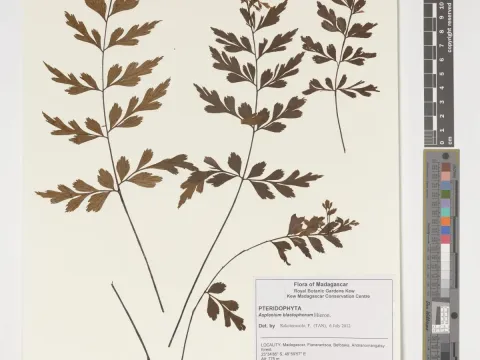 Asplenium blastophorum