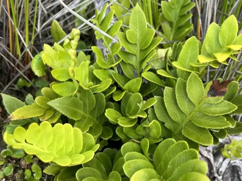 Asplenium obtusatum