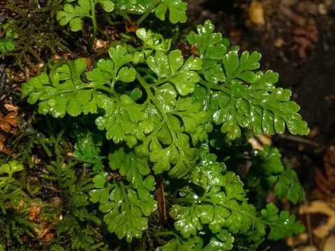 Asplenium dareoides