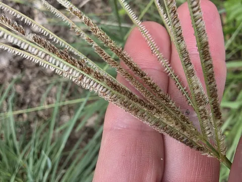 Eustachys