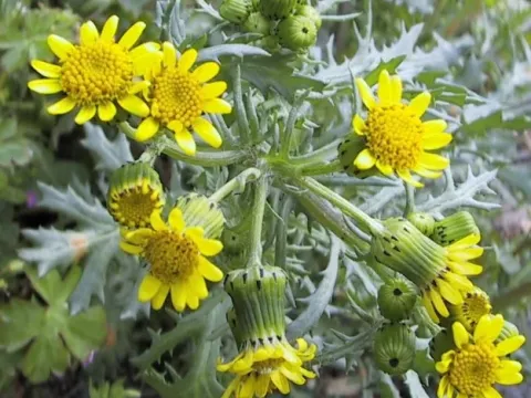 Welsh groundsel