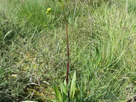 Senecio legionensis