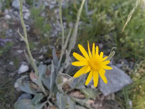 Senecio doronicum