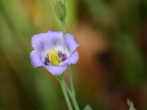 Eustoma