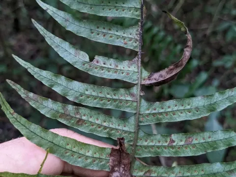 Polypodium loriceum