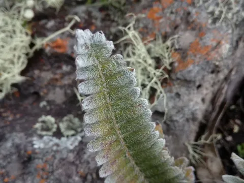 Polypodium bombycinum