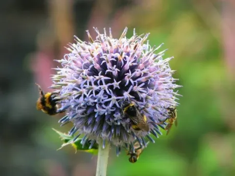 Echinops acantholepis
