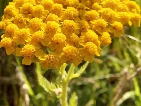 Деревій Біберштейна