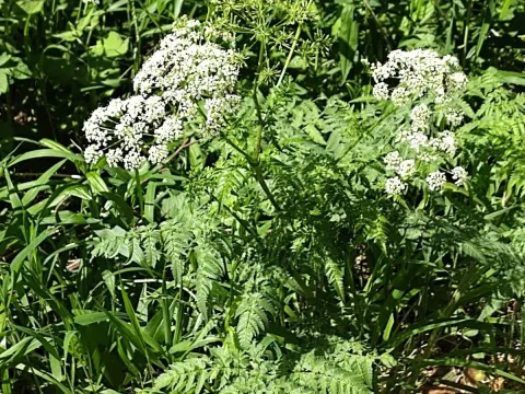 Golden chervil