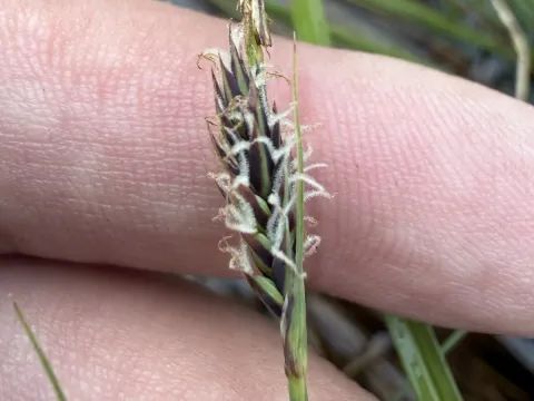 Buxbaum's sedge