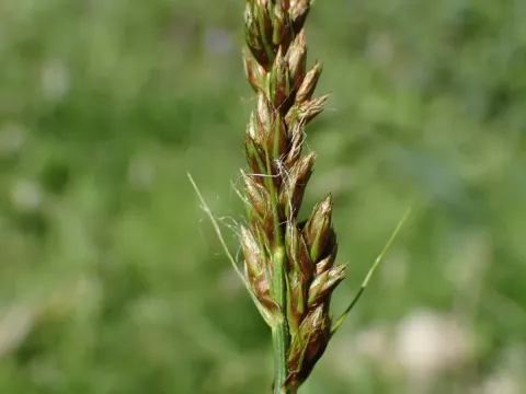False fox sedge
