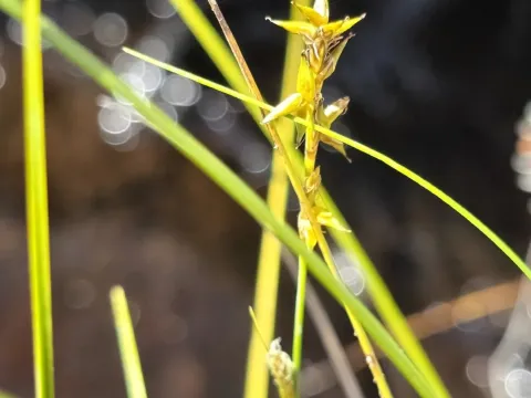 Star sedge